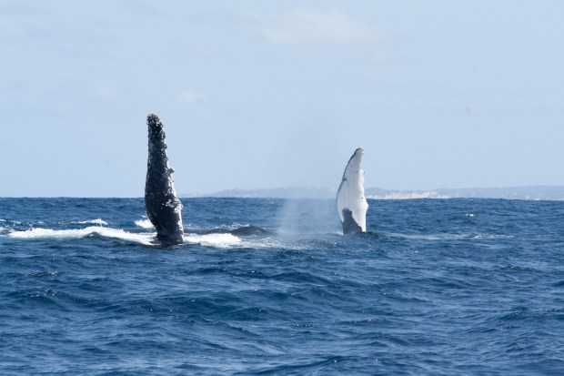 5A2243D7-DBD2-4E45-A732-2B7F16DF7741